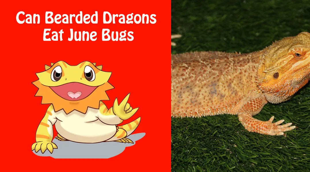 Can Bearded Dragons Eat June Bugs