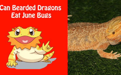 Can Bearded Dragons Eat June Bugs