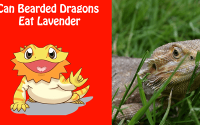 Can Bearded Dragons Eat Lavender