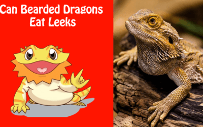 Can Bearded Dragons Eat Leeks