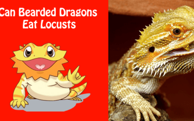 Can Bearded Dragons Eat Locusts