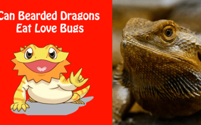 Can Bearded Dragons Eat Love Bugs