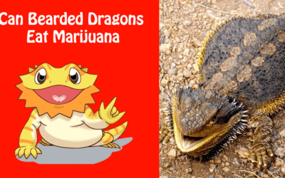 Can Bearded Dragons Eat Marijuana