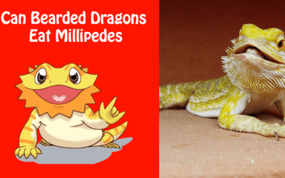 Can Bearded Dragons Eat Millipedes