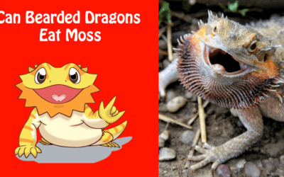 Can Bearded Dragons Eat Moss