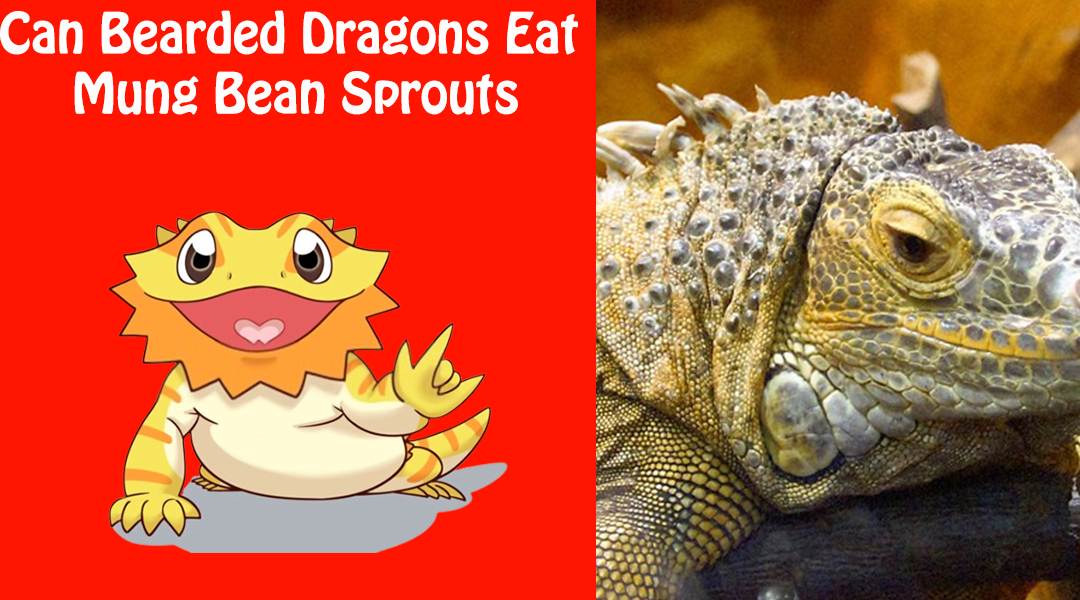 Can Bearded Dragons Eat Mung Bean Sprouts