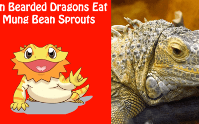 Can Bearded Dragons Eat Mung Bean Sprouts