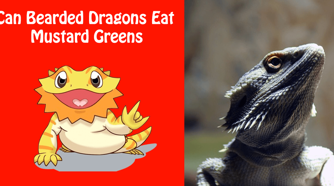 Can Bearded Dragons Eat Mustard Greens