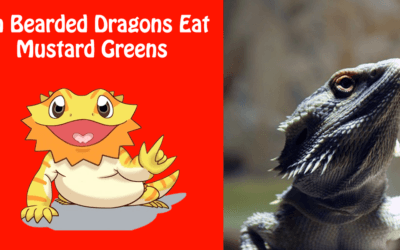 Can Bearded Dragons Eat Mustard Greens