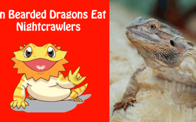 Can Bearded Dragons Eat Nightcrawlers