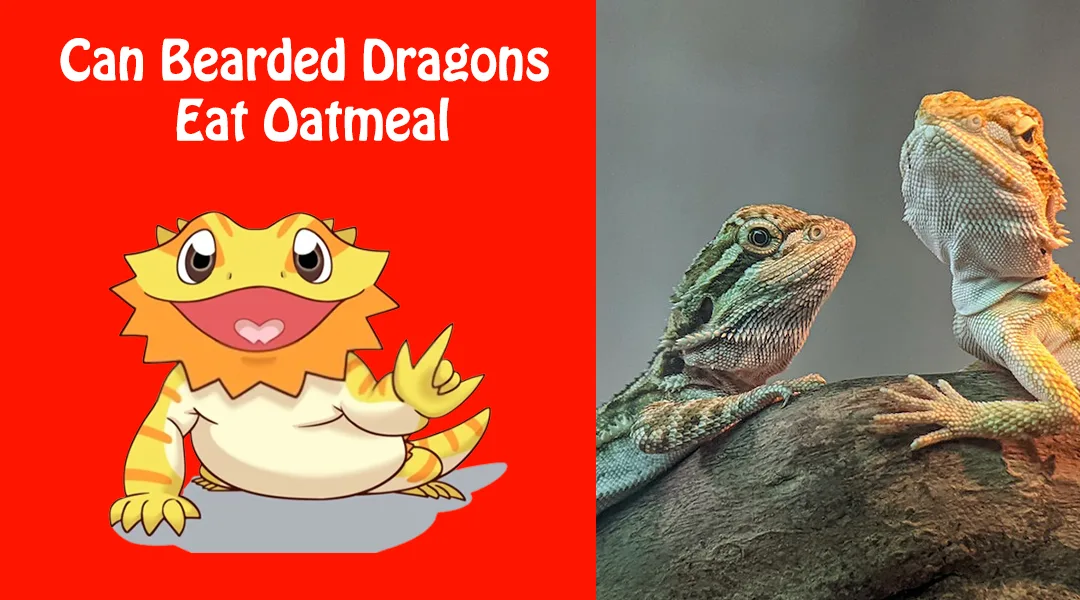 Can Bearded Dragons Eat Oatmeal
