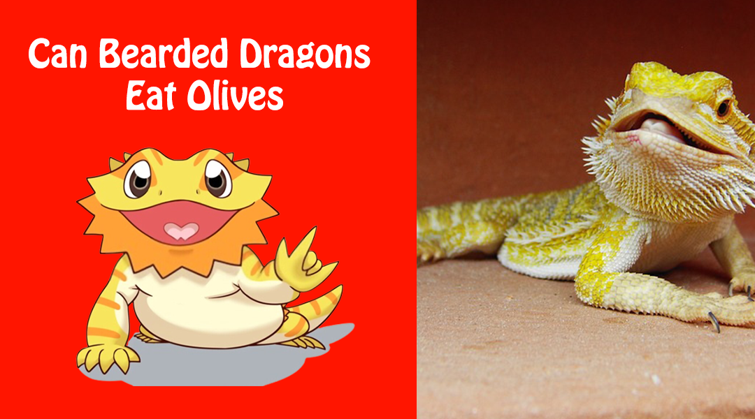 Can Bearded Dragons Eat Olives