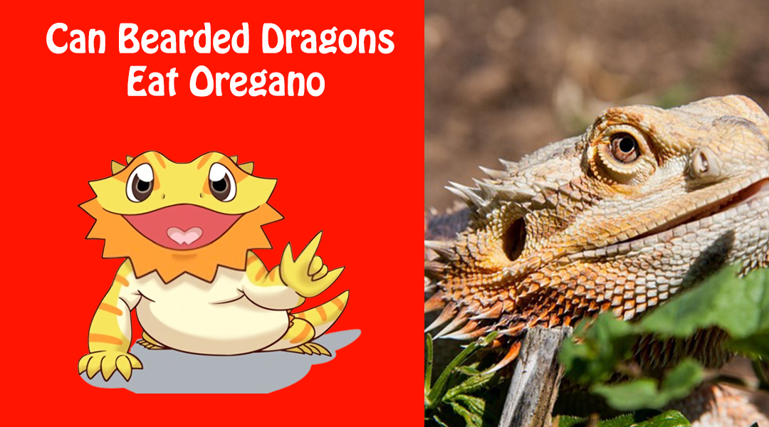 Can Bearded Dragons Eat Oregano