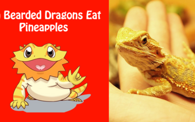 Can Bearded Dragons Eat Pineapples