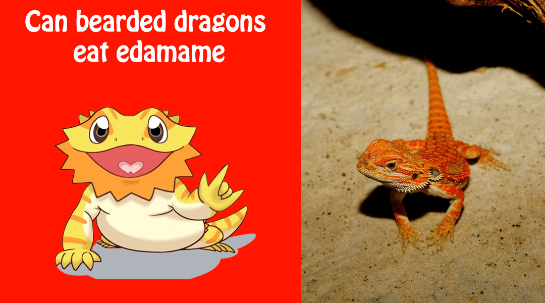 Can bearded dragons eat edamame
