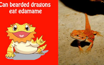 Can bearded dragons eat edamame