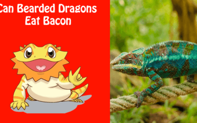 Can Bearded Dragons Eat Bacon