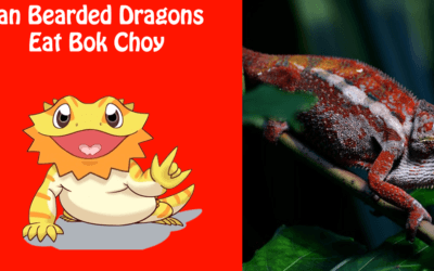 Can Bearded Dragons Eat Bok Choy