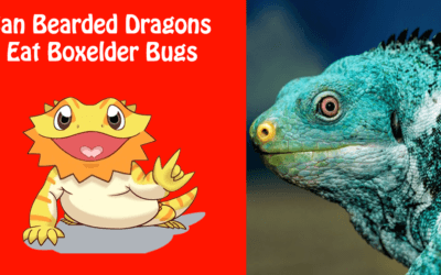 Can Bearded Dragons Eat Boxelder Bugs