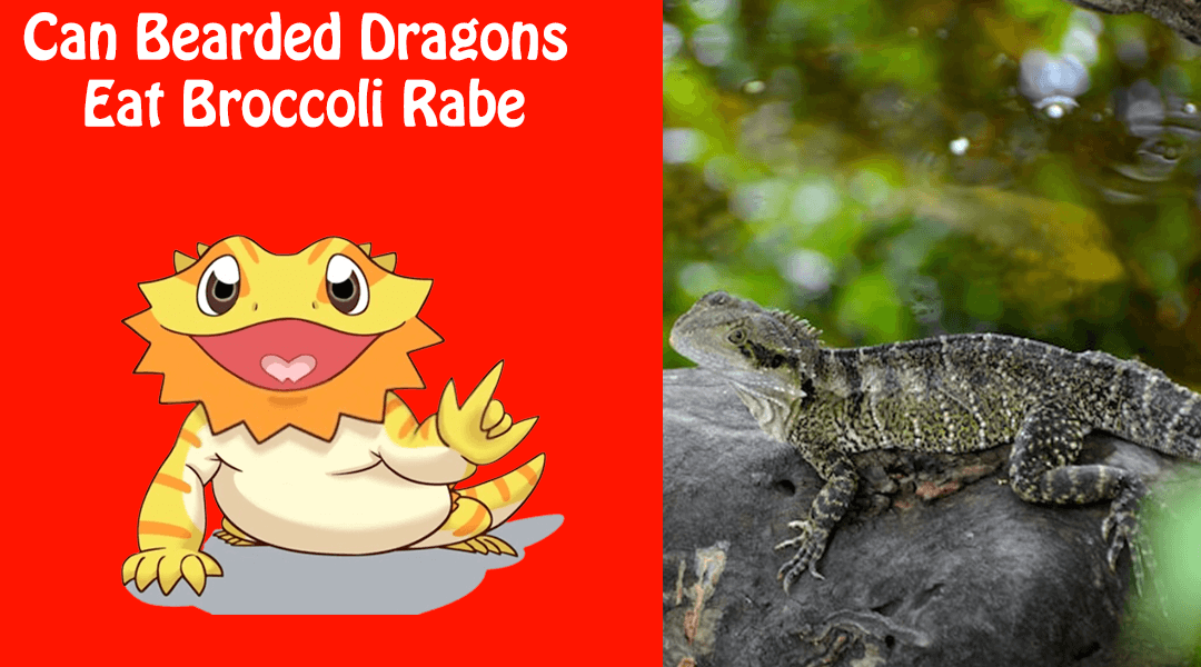 Can Bearded Dragons Eat Broccoli Rabe