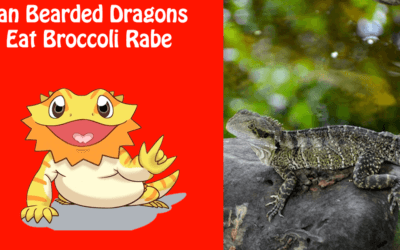 Can Bearded Dragons Eat Broccoli Rabe