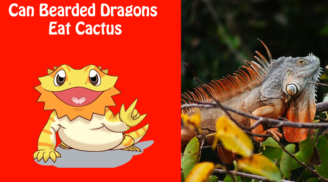Can Bearded Dragons Eat Cactus