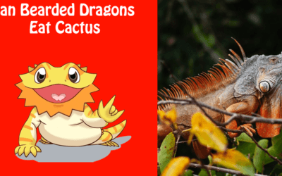 Can Bearded Dragons Eat Cactus