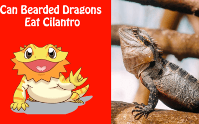 Can Bearded Dragons Eat Cilantro