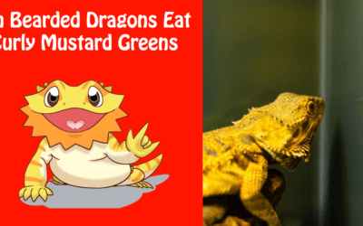 Can Bearded Dragons Eat Curly Mustard Greens