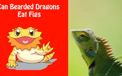 Can Bearded Dragons Eat Figs