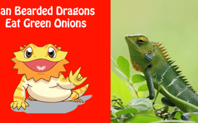 Can Bearded Dragons Eat Green Onions