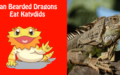 Can Bearded Dragons Eat Katydids