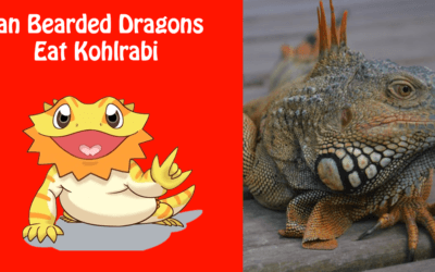 Can Bearded Dragons Eat Kohlrabi