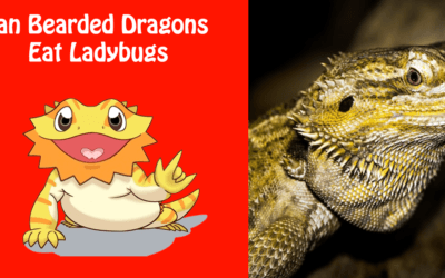 Can Bearded Dragons Eat Ladybugs