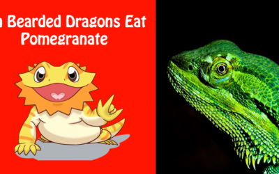 Can Bearded Dragons Eat Pomegranate
