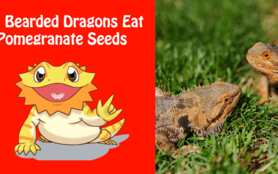 Can Bearded Dragons Eat Pomegranate Seeds