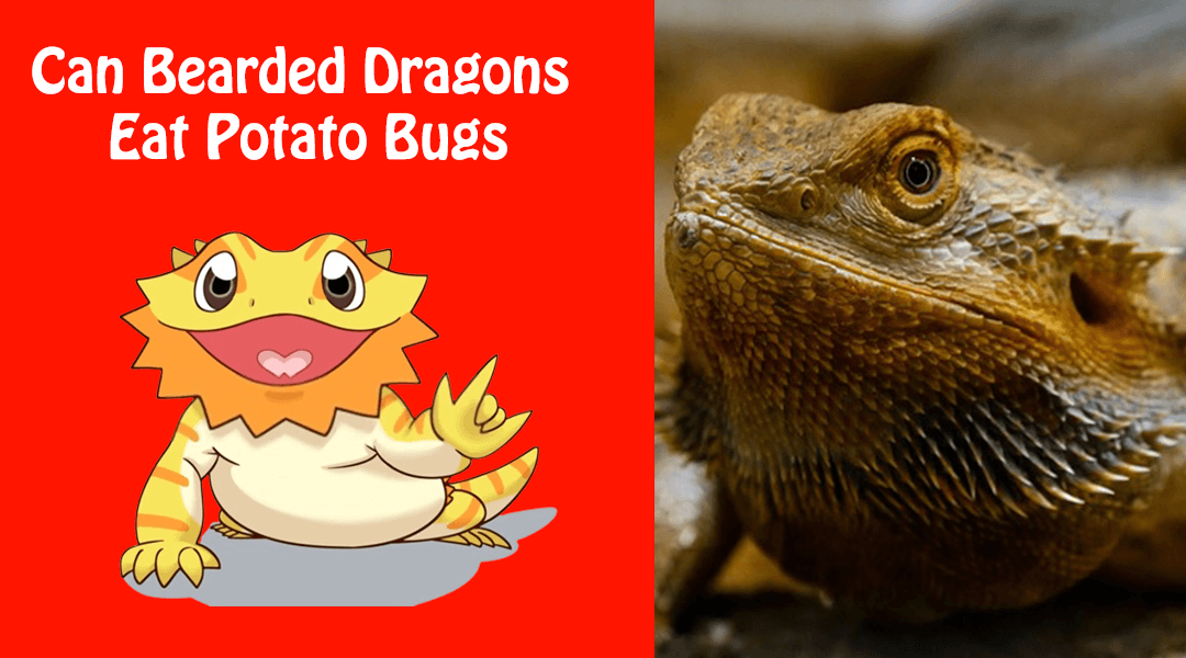 Can Bearded Dragons Eat Potato Bugs