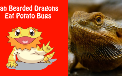 Can Bearded Dragons Eat Potato Bugs