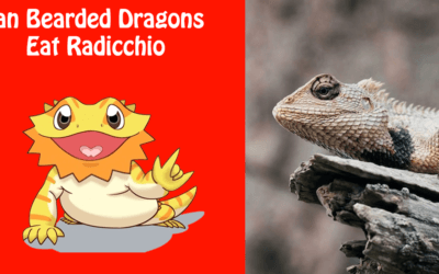 Can Bearded Dragons Eat Radicchio