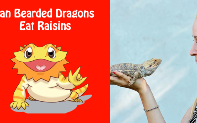 Can Bearded Dragons Eat Raisins