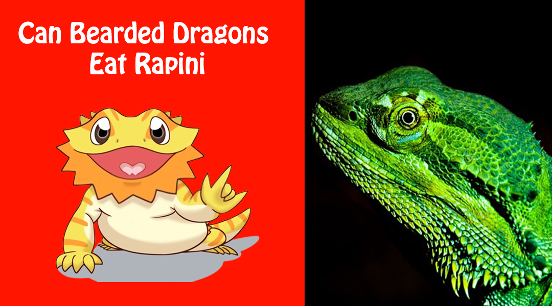 Can Bearded Dragons Eat Rapini