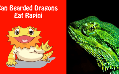 Can Bearded Dragons Eat Rapini