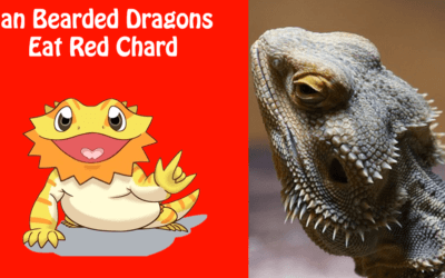 Can Bearded Dragons Eat Red Chard
