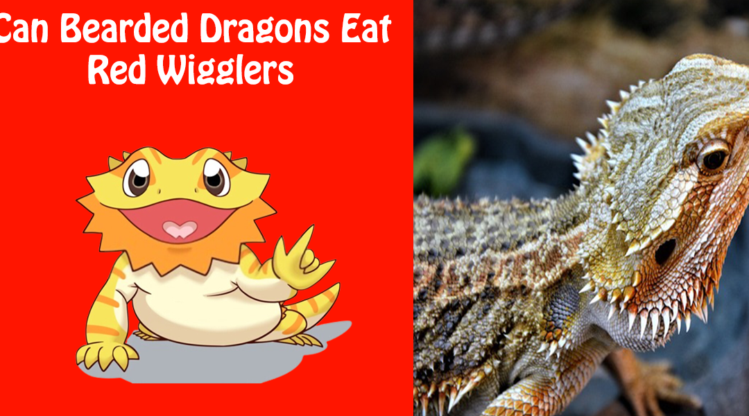 Can Bearded Dragons Eat Red Wigglers