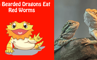 Can Bearded Dragons Eat Red Worms