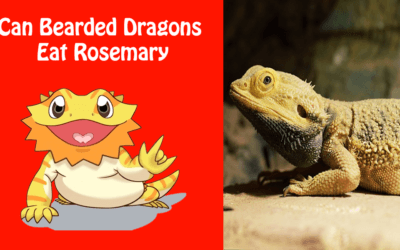 Can Bearded Dragons Eat Rosemary