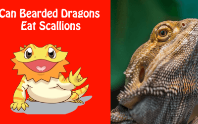 Can Bearded Dragons Eat Scallions