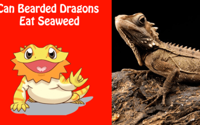 Can Bearded Dragons Eat Seaweed