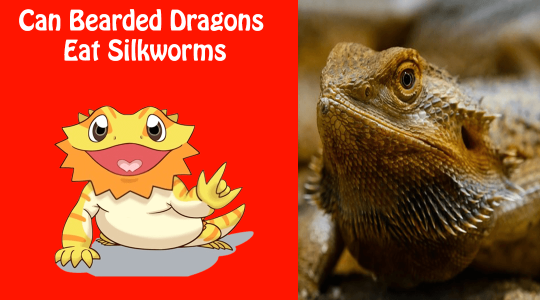 Can Bearded Dragons Eat Silkworms