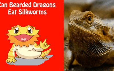 Can Bearded Dragons Eat Silkworms